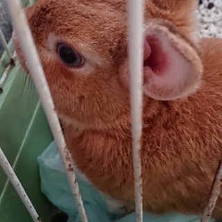 ウサギの里親さん募集です