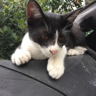 急募！甘えん坊な子猫ちゃん！