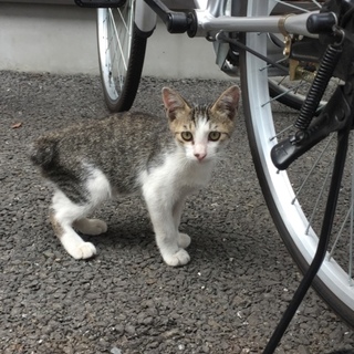 急募！人懐こい子猫ちゃん！
