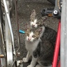 急募！人懐こい子猫ちゃん！ サムネイル3