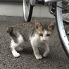 急募！人懐こい子猫ちゃん！ サムネイル2