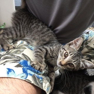 急募！甘えんちゃん！