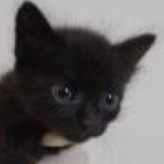 里親さんに迎えられました。有難うございました。