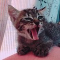 人懐っこい子猫 オス 生後2ヶ月です。
