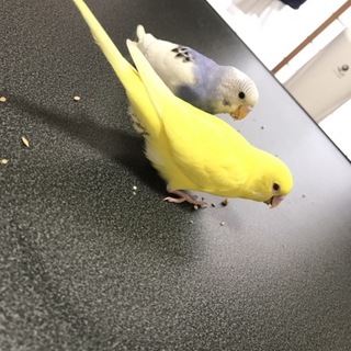 インコ２羽☺︎ ルチノー、パイド