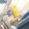 インコ２羽☺︎ ルチノー、パイド サムネイル2