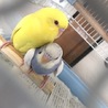 インコ２羽☺︎ ルチノー、パイド サムネイル3