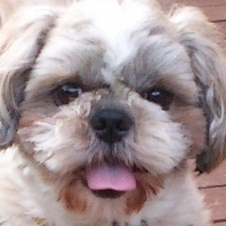 ケンタッキー君　愛嬌たっぷり吠えない性格◎人懐こい