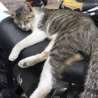 急募！人懐こいお母さん猫ちゃん！