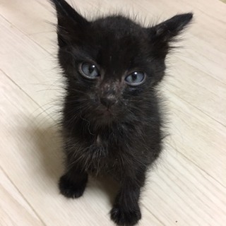 黒子猫ちゃん