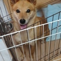 人懐こく可愛い中型犬の里親募集