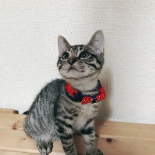 ＊キジトラ＊そうごくん(仮)