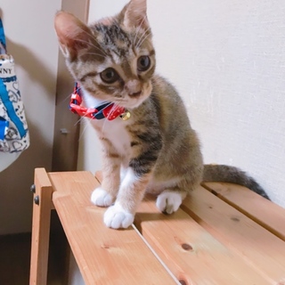 ＊むぎわら猫＊いぶきちゃん(仮)