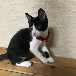 ＊白黒ねこ＊ゆうまくん(仮)