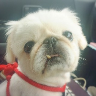ふがふが元気いっぱいペキニーズの女の子♪