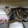 甘えん坊のアメショー柄キジトラの女の子です！ サムネイル4