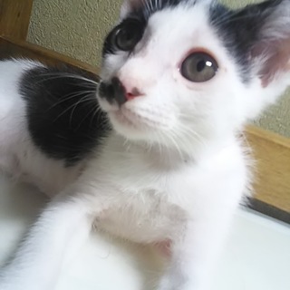 なつっこい白黒ぶちのメス