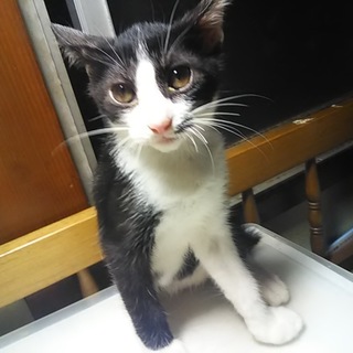 おとなしい白黒ぶちのメス