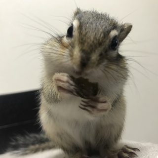 2017年2月〜3月うまれのシマリス♂