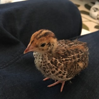 日本うずらの里親になって下さる方