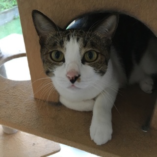 時間がありません。去勢済みオス。鍵しっぽ八割れ