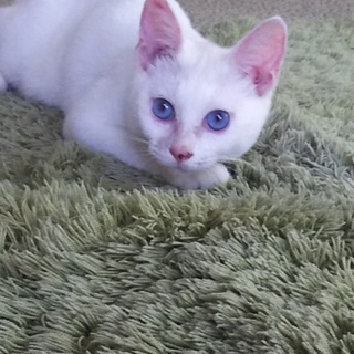 捨てられ行き場を無くした子の家族になって下さい。