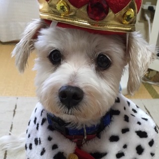 マルチーズのゆんた君、１０歳くらい