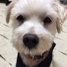 マルチーズのゆんた君、１０歳くらい サムネイル2