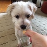 マルチーズのゆんた君、１０歳くらい サムネイル3