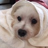 マルチーズのゆんた君、１０歳くらい サムネイル6