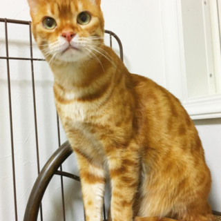 ベンガル里親募集