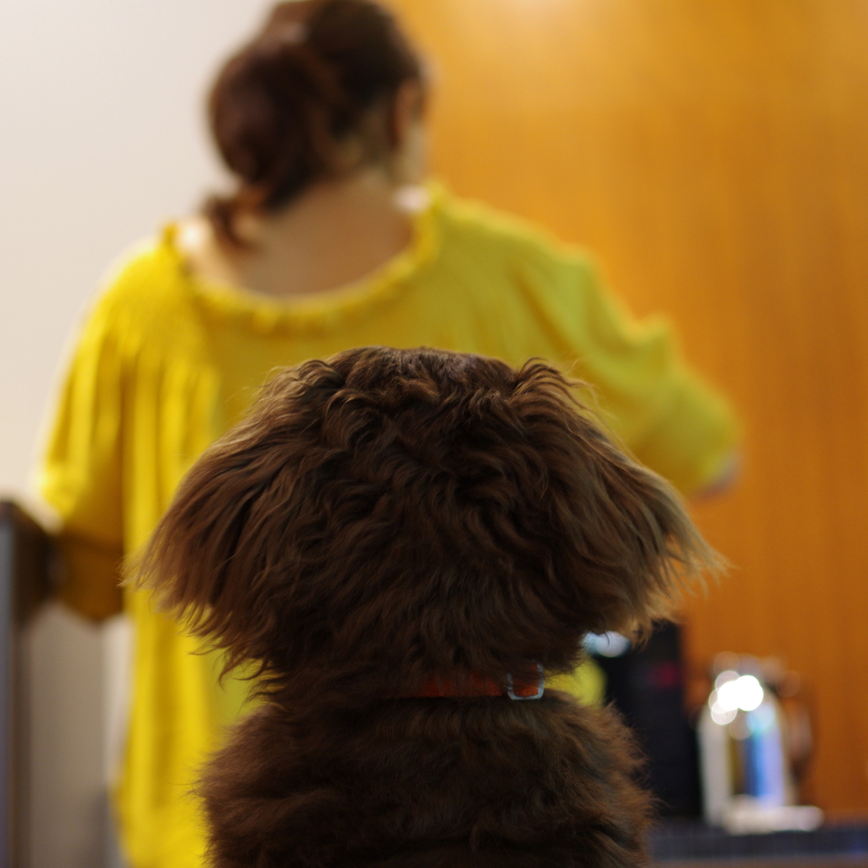 こむぎのカバー写真