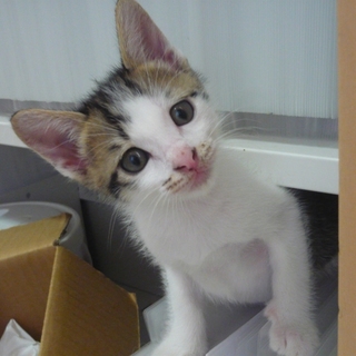 生後2ヶ月のキジ白男子です