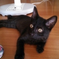 元気いっぱいの子猫で～す。