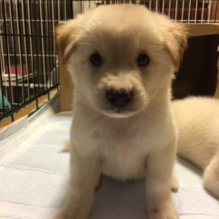 保健所からレスキューした子犬①