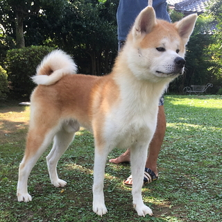 人懐っこい秋田犬の赤毛 男の子