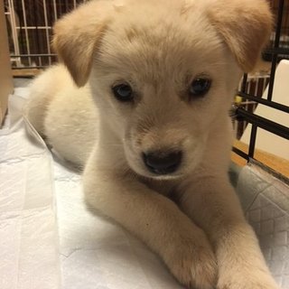 保健所からレスキューした子犬③