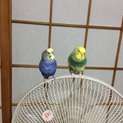 セキセイインコ雄雌里親募集！