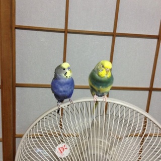 セキセイインコ雄雌里親募集！