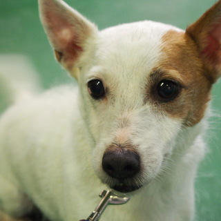 譲渡候補犬のご紹介