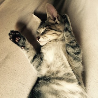 人懐こいとても元気なサバトラ