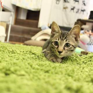 色々に全力‼にゃんた君