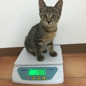 近所で母猫からはぐれてしまった仔猫ちゃんです‼️