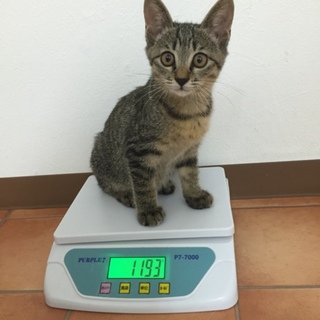 近所で母猫からはぐれてしまった仔猫ちゃんです‼️