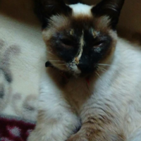 ミミ