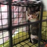 キュートな三毛ちゃん♪(募集を休止させて頂きます) サムネイル2