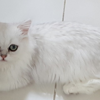 里親を探します