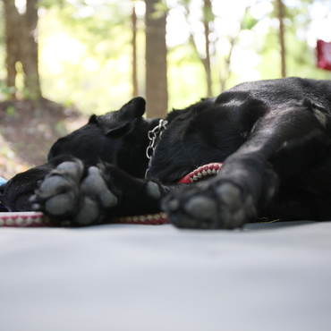 お昼寝タイム！