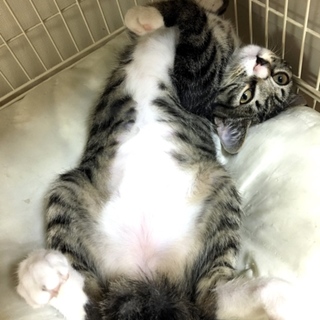 里親募集  3ヶ月ぐらい 男の子