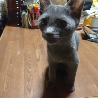 ロシアンブルー系MIX【多頭飼育崩壊】